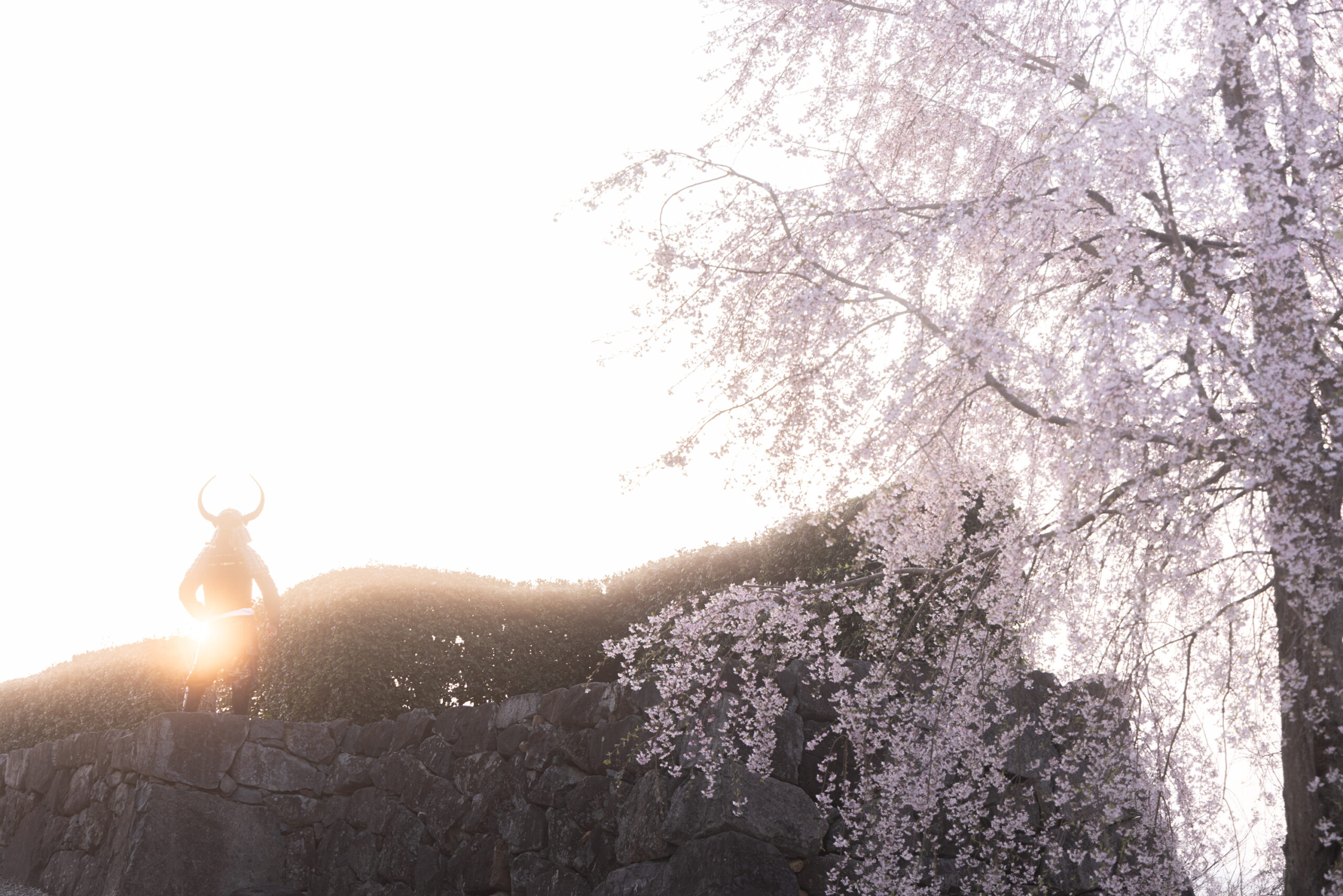 shogunstudiojapan