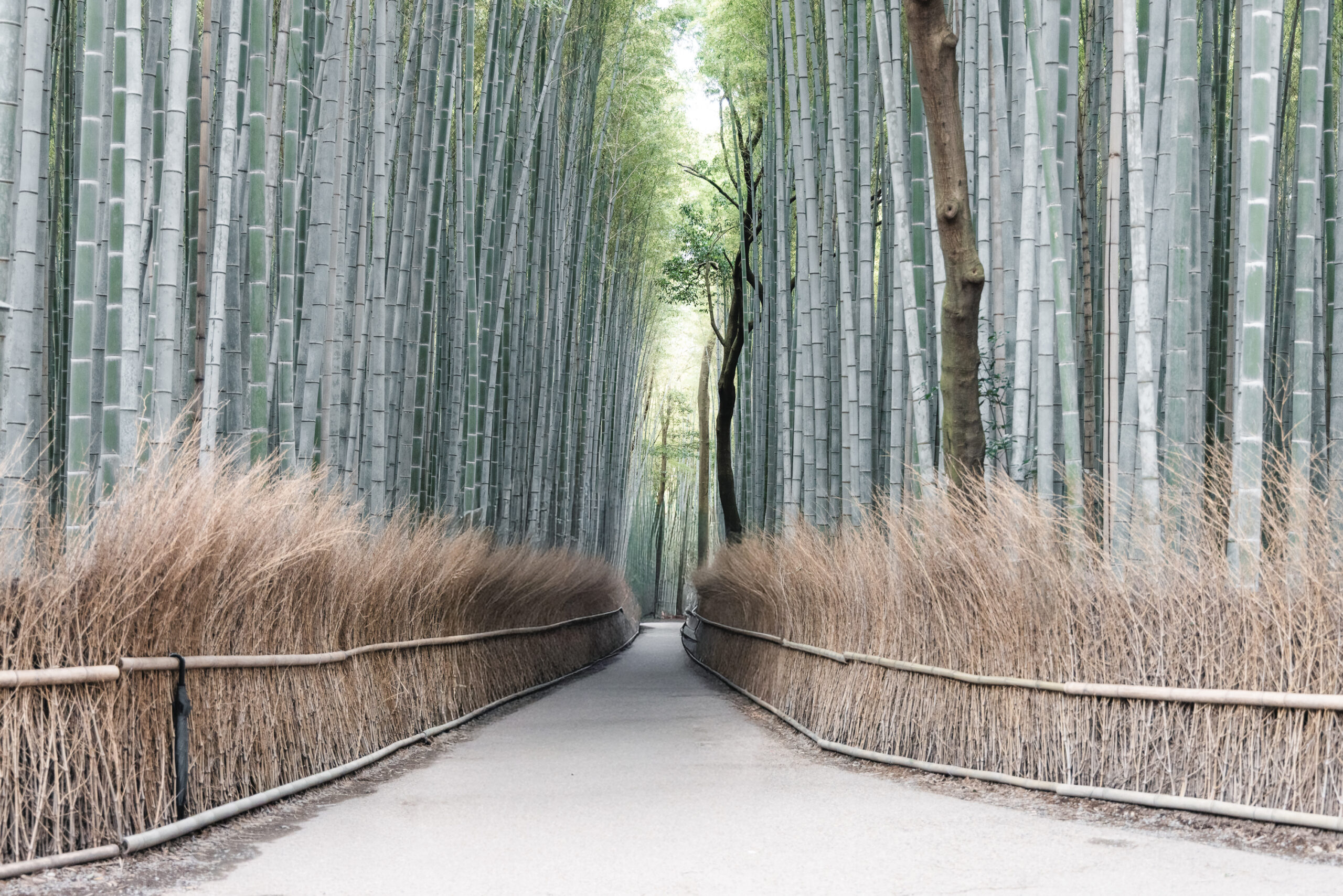 arashiyama1