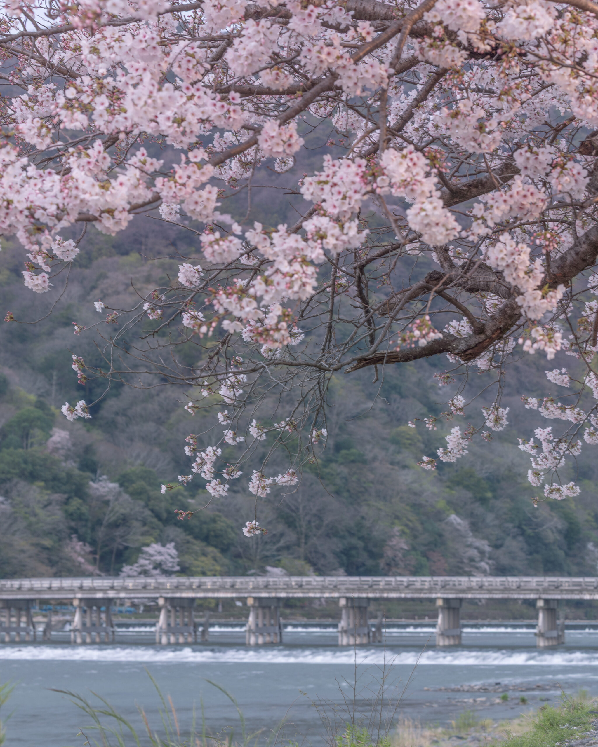嵐山渡月橋 TOGETSUKYO BRID